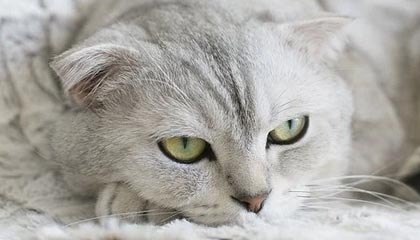 上海伴游人员专业背景要求